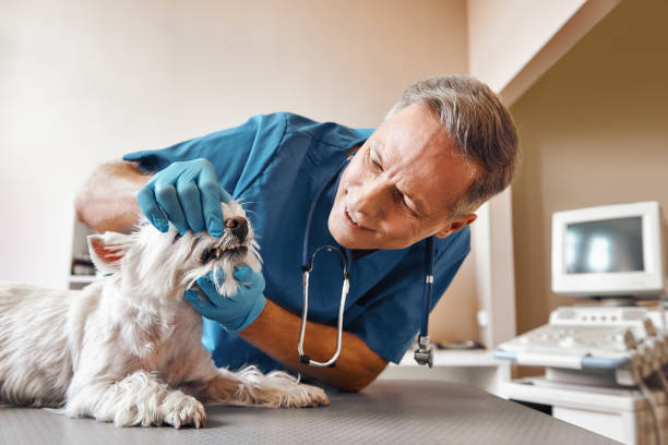 Best Emergency Denture Repair in Nyon Lake, CA